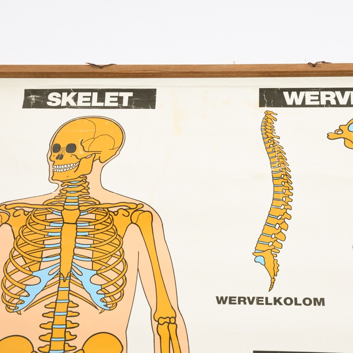 Vintage 1990s School Anatomy Skeletal Structure Poster