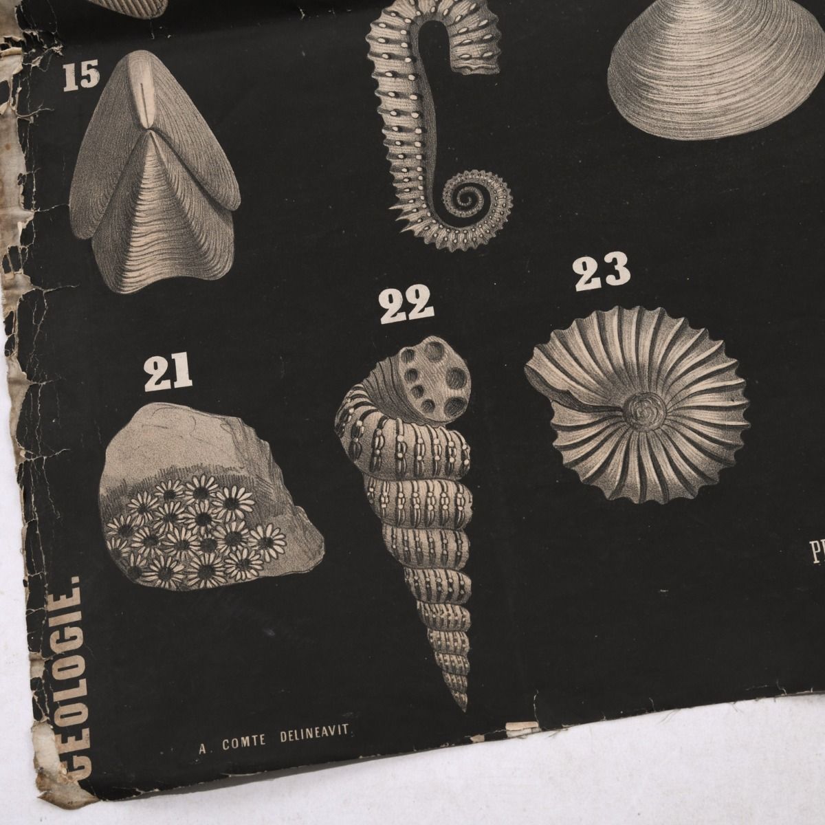 Vintage Early 1900s School Wall Chart 'Shells'