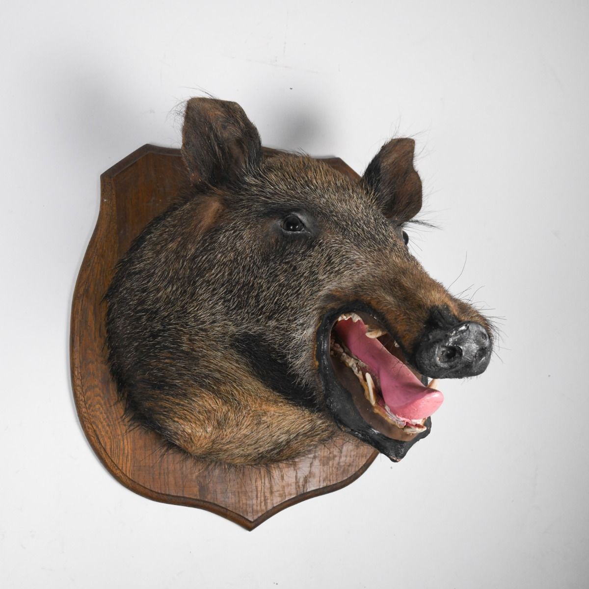 Vintage Wild Boar's Head Taxidermy Mounted