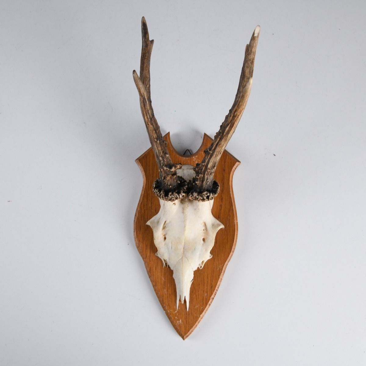 Vintage Mounted Roe Deer Antlers