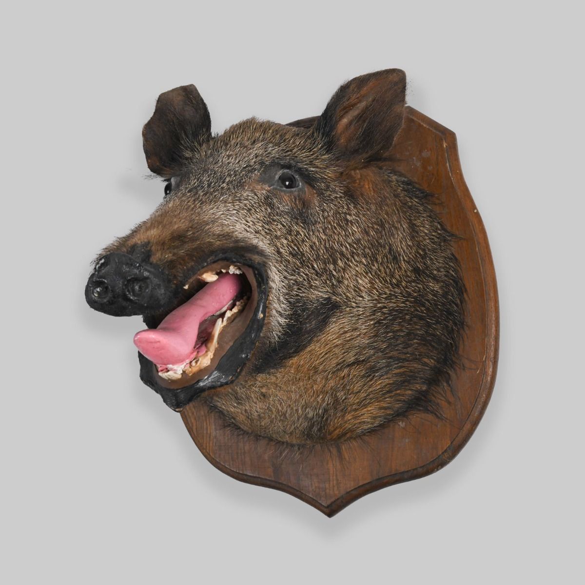 Vintage Wild Boar's Head Taxidermy Mounted