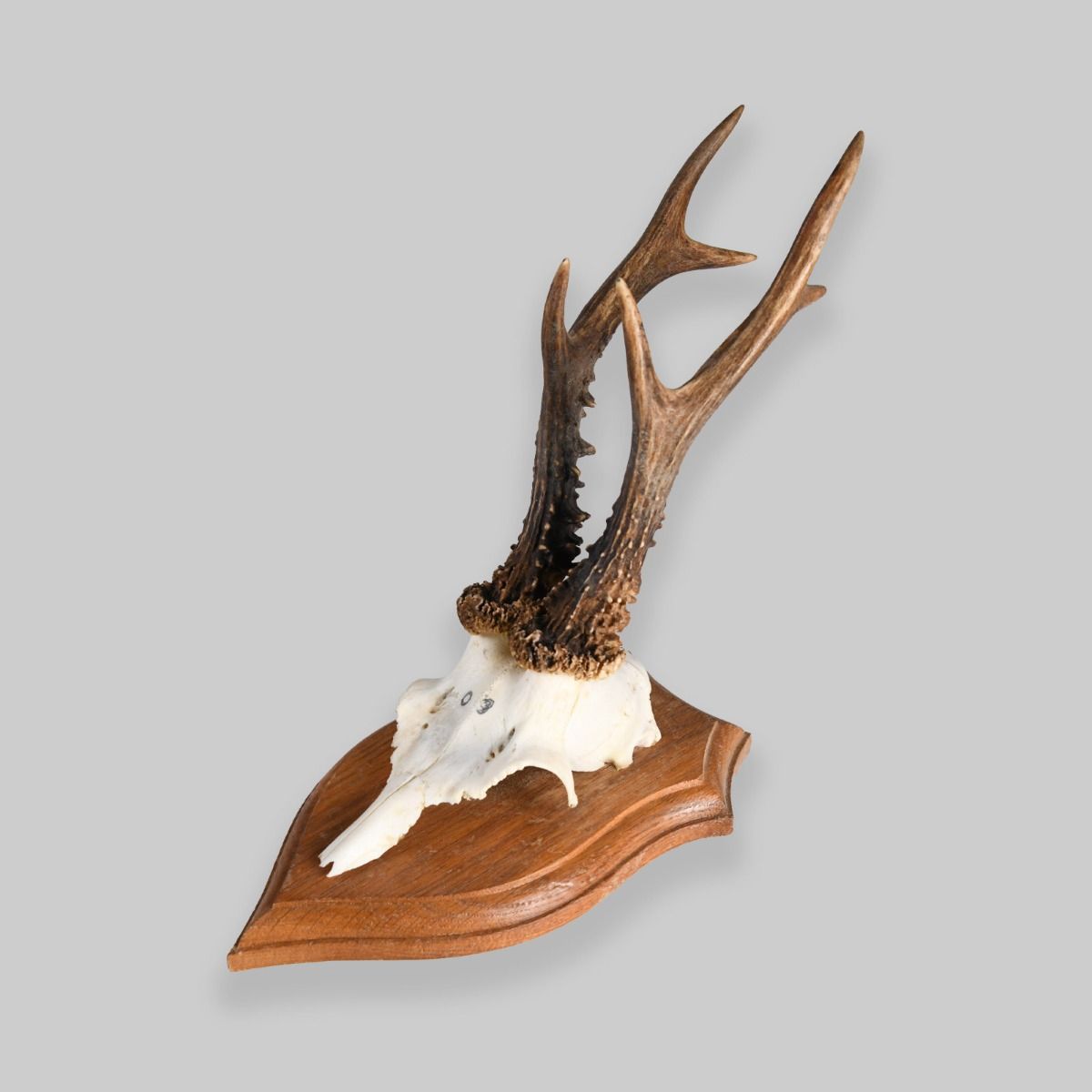 Vintage Mounted Roe Deer Antlers