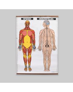 Vintage 1990s School Anatomy Poster