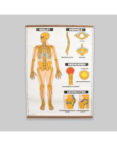 Vintage 1990s School Anatomy Skeletal Structure Poster