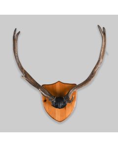 Vintage Mounted Deer Antlers