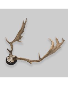 Vintage Large Mounted Deer Antlers 