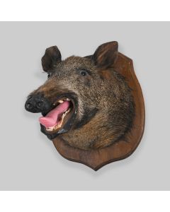 Vintage Wild Boar's Head Taxidermy Mounted