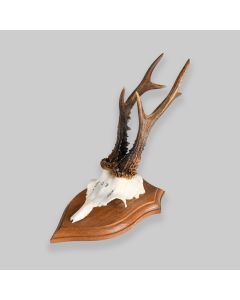 Vintage Mounted Roe Deer Antlers