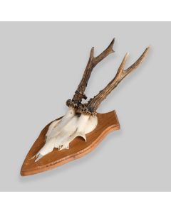 Vintage Mounted Roe Deer Antlers