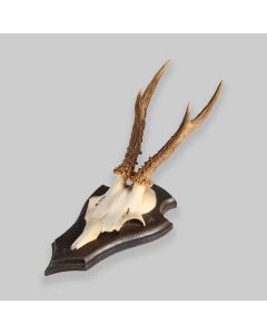 Vintage Mounted Roe Deer Antlers