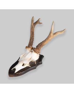 Vintage Mounted Roe Deer Antlers