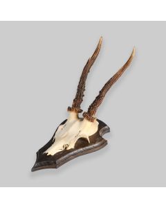 Vintage Mounted Roe Deer Antlers