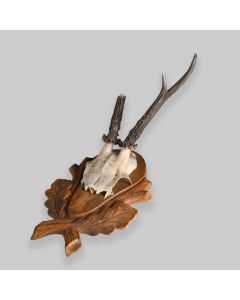 Vintage Mounted Roe Deer Antlers