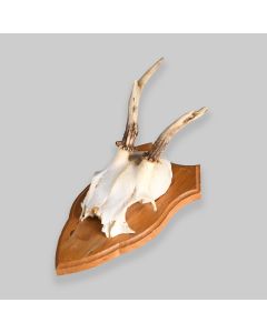 Vintage Mounted Roe Deer Antlers