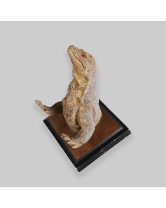 Mounted Komodo Dragon Head