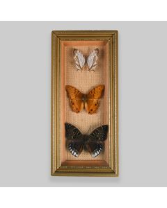 Vintage Framed Butterfly Specimens